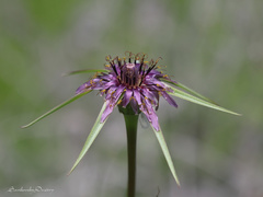 Tragopogon coelesyriacus
