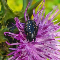 Oxythyrea noemi