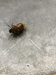 Phyllophaga crassissima