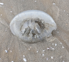 Rhopilema nomadica