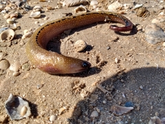 Gymnothorax nigromarginatus