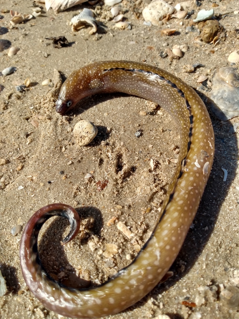 Blackedge Moray
