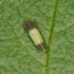 Erythridula bitincta