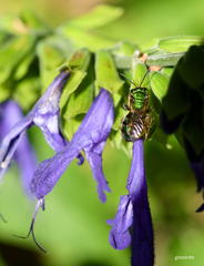 Salvia guaranitica