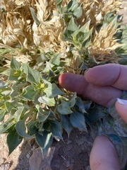 Stillingia spinulosa