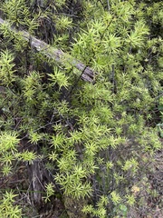 Leptecophylla juniperina