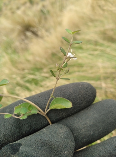 Image of Mentha cunninghamii by (c) Joe Potter Butler, some rights reserved (CC BY)