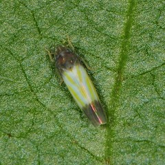 Erythridula bitincta