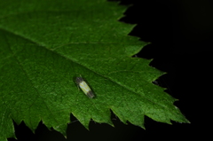 Erythridula bitincta