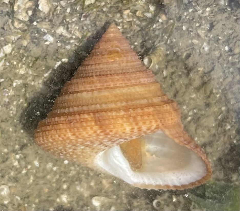 Calliostoma antonii