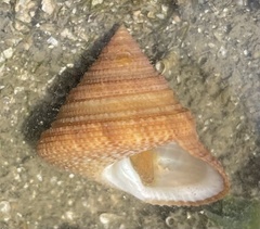 Calliostoma antonii