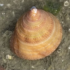 Calliostoma antonii