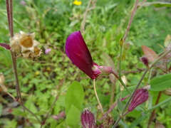 Lathyrus tingitanus