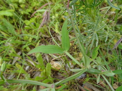 Lathyrus tingitanus