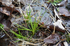 Isoetes melanopoda