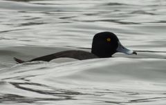 Aythya affinis × collaris