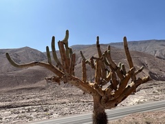 Browningia candelaris