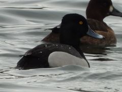 Aythya affinis × collaris