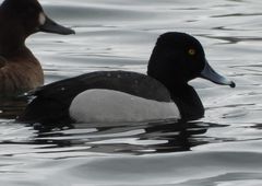 Aythya affinis × collaris