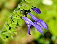 Salvia guaranitica