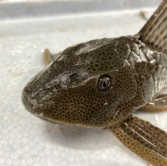 Hypostomus