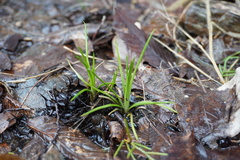 Isoetes melanopoda