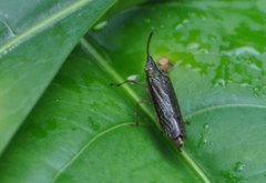 Raphirhinus phosphoreus