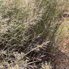 Eragrostis australasica