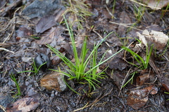 Isoetes melanopoda