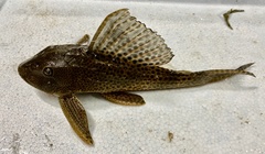 Hypostomus