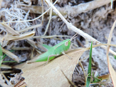 Dichromorpha prominula