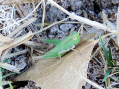 Dichromorpha prominula