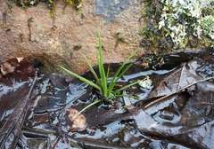 Isoetes melanopoda