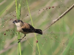 Sporophila pileata
