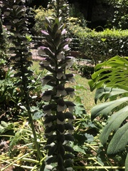 Acanthus mollis