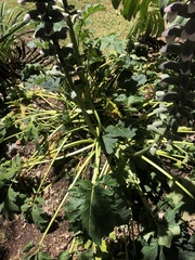 Acanthus mollis