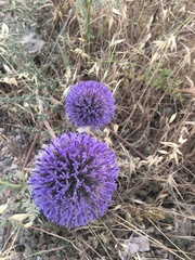 Echinops adenocaulos