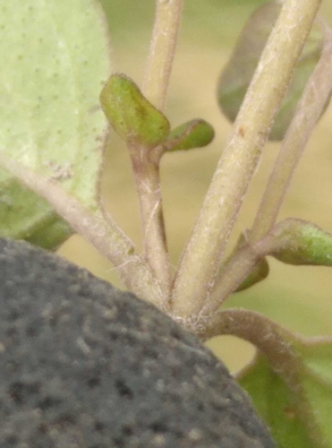 Image of Hioi (Mentha cunninghamii) by (c) Joe Potter Butler, some rights reserved (CC BY)