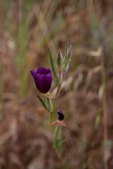 Clarkia purpurea