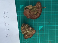 Trichaptum byssogenum