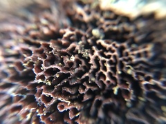 Trichaptum byssogenum