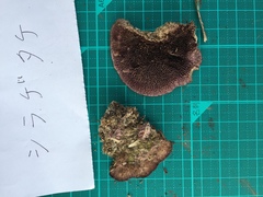 Trichaptum byssogenum