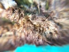 Trichaptum byssogenum