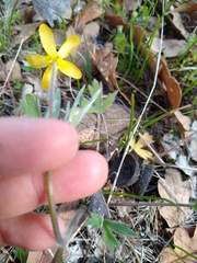 Ranunculus austro-oreganus