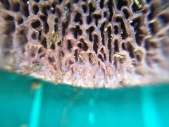 Trichaptum byssogenum