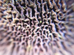 Trichaptum byssogenum