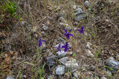 Delphinium variegatum
