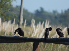 Nannopterum brasilianum