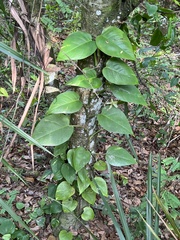 Epipremnum aureum