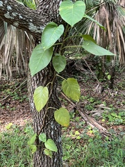 Epipremnum aureum